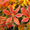 Belamcanda chinensis