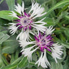 Centaurea m. 'Amethyst in Snow'