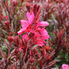 Gaura 'Gaudi Red'