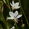Gaura l. Belleza® White