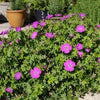 Geranium s. 'New Hampshire Purple'