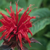Monarda d. 'Jacob Cline'