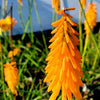 Kniphofia 'Mango Popsicle'