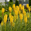 Kniphofia Pyromania® 'Solar Flare'