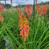 Kniphofia 'Redhot Popsicle'