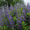 Baptisia Decadence® 'Blueberry Sundae'