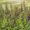 Baptisia Decadence® 'Dark Chocolate'