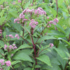 Eupatorium m. 'Gateway'