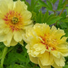 Paeonia (ITOH) 'Bartzella'