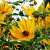 Heliopsis 'Summer Nights'