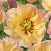 Paeonia (ITOH) 'Canary Brilliants'
