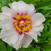 Paeonia (ITOH) Cora Louise