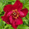 Paeonia (ITOH) 'Scarlet Heaven'