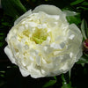 Paeonia 'Festiva Maxima'