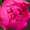 Paeonia 'Kansas'