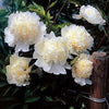 Paeonia 'Laura Dessert'
