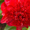 Paeonia 'Red Charm'