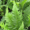 Fern [Japanese Beech]Thelypteris decursi