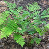 Fern [Royal] Osmunda regalis