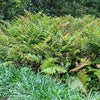 Fern [Brilliance Autumn] Dryopteris e. '