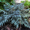 Fern [Godzilla] Athyrium 'Godzilla'