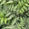 Fern [Japanese Painted] Athyrium n. 'Pic
