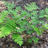 Fern [Regal Red Paint] Athyrium'RegalRed
