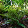 Fern [Tassel] Polystichum polyblepharum