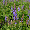 Salvia n. 'Blue Hill'