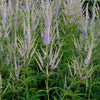 Veronicastrum v. 'Fascination'
