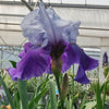 Iris g. 'Best Bet' (Rebloom)