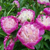 Paeonia 'Bowl of Beauty'