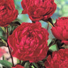 Paeonia 'Buckeye Belle'