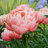 Paeonia 'Coral Charm'