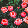 Paeonia 'Coral Sunset'
