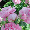 Paeonia 'Dr. Alexander Fleming'
