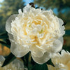 Paeonia 'Duchess de Nemours'