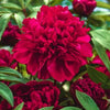 Paeonia 'Karl Rosenfeld'