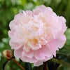 Paeonia 'Moon River'