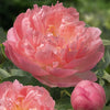 Paeonia 'Pink Hawaiian Coral'