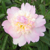 Paeonia 'Raspberry Sundae'