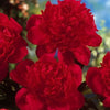 Paeonia 'Red Magic'