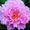 Paeonia 'Sarah Bernhardt'