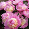 Paeonia 'Sorbet'