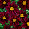 Coreopsis Big Bang™ 'Mercury Rising'