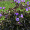 Geranium pratense 'Boom Chocolatta'