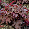 Heucherella Fun and Games® 'Red Rover'