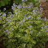 Polemonium 'Stairway to Heaven'