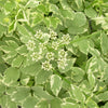 Aegopodium p. 'Variegatum'