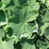 Alchemilla m. 'Thriller'
